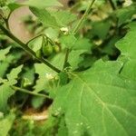 Solanum villosum ഫലം