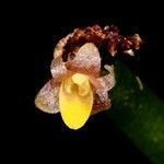 Ceratostylis subulata Flower