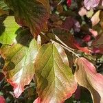 Parrotia persica 葉