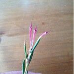 Andromeda polifolia Flor
