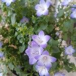 Campanula isophylla Libunga