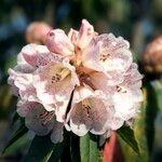Rhododendron irroratum Λουλούδι