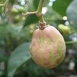 Chrysobalanus icaco Fruit