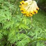 Corydalis nobilis Blüte