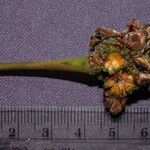 Coussapoa villosa 果