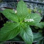 Heliotropium angiospermum Leaf