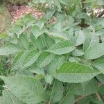 Dahlia imperialis Hoja