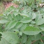 Dahlia imperialis Leaf