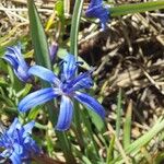 Scilla bifolia फूल