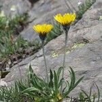 Hieracium glanduliferum Habit