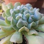 Echeveria runyonii叶