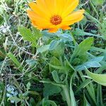 Calendula officinalisLevél