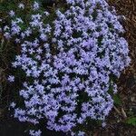 Phlox subulata عادت داشتن