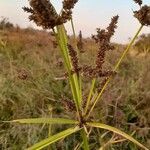 Cyperus alopecuroides Levél