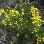 Ulex europaeusFlors