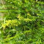 Galium × pomeranicum Kukka