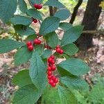 Ilex verticillata Plod