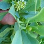 Acicarpha tribuloides ফুল