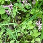 Lychnis flos-cuculi Leaf