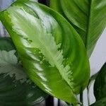 Aglaonema commutatumFrunză