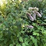 Mentha longifoliaFlower