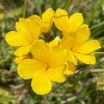 Linum capitatum Õis