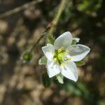 Spergula arvensis Flower