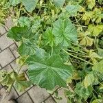 Malva setigera Blad