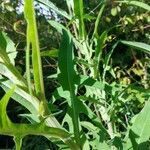 Sonchus palustris Leaf