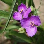 Tradescantia × andersoniana Flower