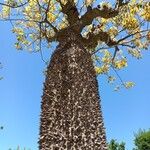 Ceiba speciosa Kôra