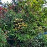 Amorpha fruticosa Hábito