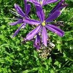 Camassia quamash Fleur