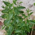 Andrographis paniculata Blad