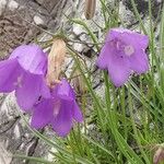 Campanula carnica Virág