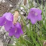 Campanula carnica Blomst