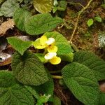 Begonia lacunosa Staniste