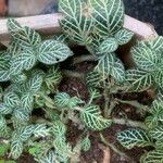 Fittonia albivenisЛисток