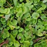 Dichondra carolinensis Feuille