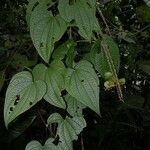 Dioscorea hondurensis Drugo