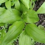 Polygonatum latifolium 葉