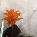 Goeppertia crocata Flower