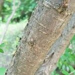 Caragana arborescens Bark