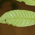Iryanthera hostmannii Листок