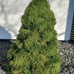 Picea glauca موطن