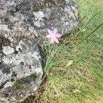 Olsynium douglasii Fiore