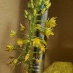 Bulbine frutescensFlor