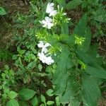 Phlox maculata Blüte