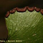 Adiantum reniforme Folio