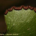 Adiantum reniforme Foglia